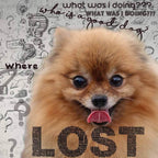The Blissful Dog Pomeranian Age Well Spray Aromaterapia