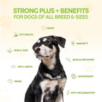 King Kanine Strong Plus Probióticos, Proteínas y Articulaciones para Perros - 170g (6 oz)