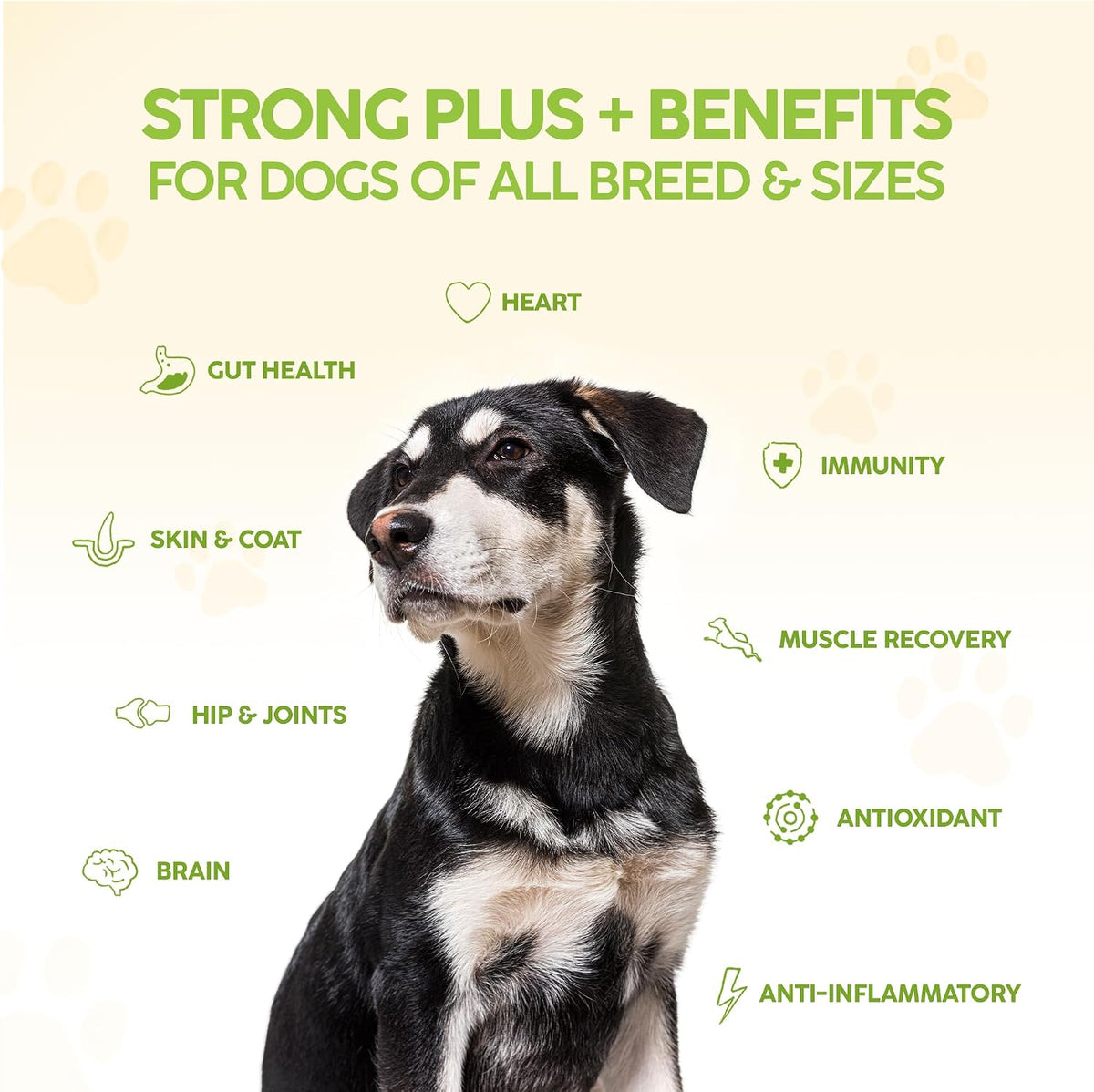 King Kanine Strong Plus Probióticos, – Piel y pelaje: Los ácidos grasos omega-3 contribuyen a una piel sana y un – Image 4