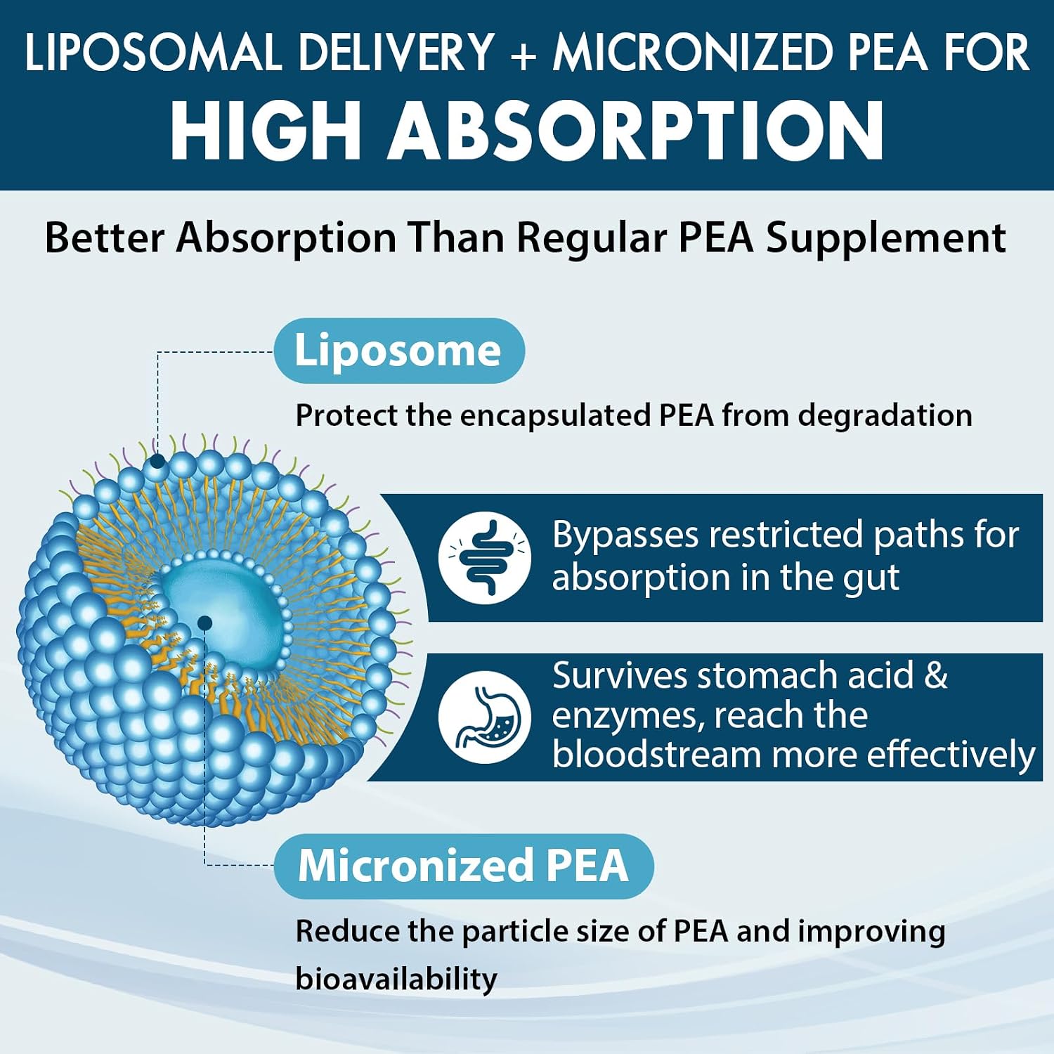 Ulmubra Palmitoiletanolamida Liposomal 1300 mg + Luteolina 100 mg, 60 Cápsulas Blandas