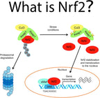 NRF2 Activator Antioxidant Supplements for Cell Vitality by Waybest, 60 Cápsulas