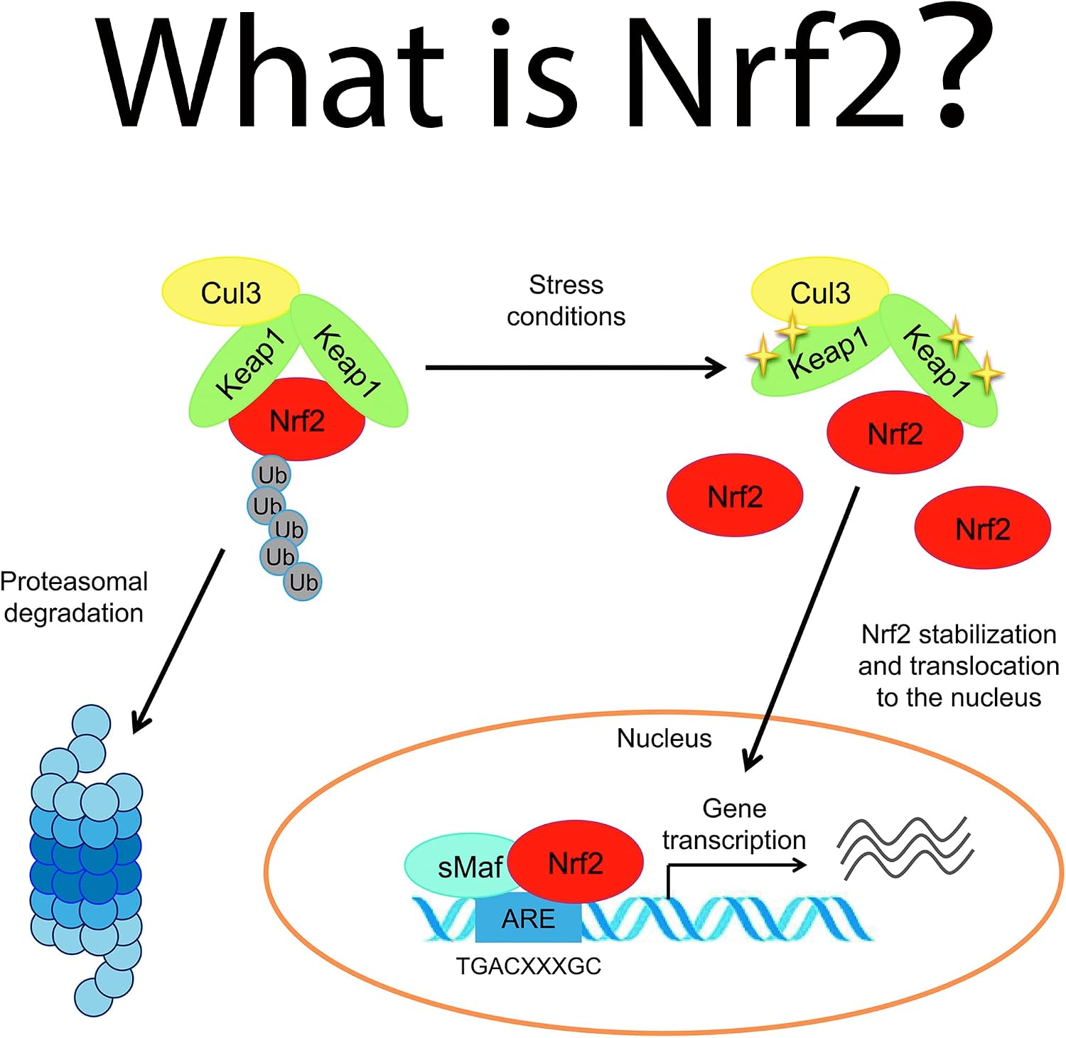 NRF2 Activator Antioxidant Supplements for Cell Vitality by Waybest, 60 Cápsulas