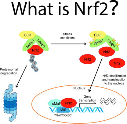 NRF2 Activator Antioxidant Supplements for Cell Vitality by Waybest, 60 Cápsulas – Image 5