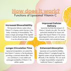 Humble Liposomal Vitamin C - Fórmula de Absorción Avanzada