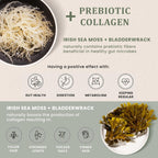 Irish Sea Moss Capsules with Burdock Root & Bladderwrack