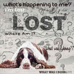 The Blissful Dog Springer Spaniel Age Well Spray Aromatherapy