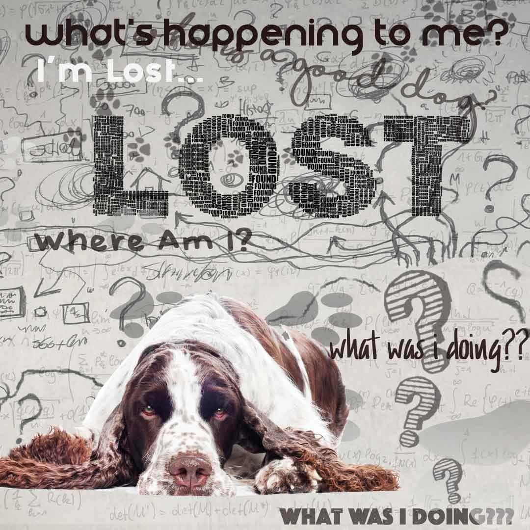 The Blissful Dog Springer Spaniel Age Well Spray Aromatherapy – Image 5