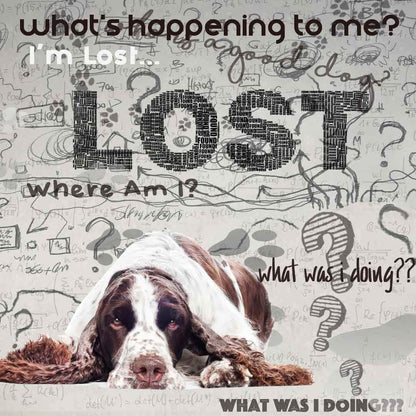 The Blissful Dog Springer Spaniel Age Well Spray Aromatherapy – Image 5