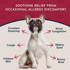 Seasonal Allergy Treatment for Dogs - Liquid Herbal Support for Dogs & Cats, Wellness Supplement for Sensitive Skin & Seasonal Comfort, Licorice Tincture, 100% Organic - 30 ml