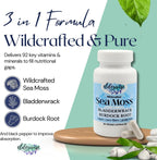 Elderwise Sea Moss Cápsulas - Alga Marina con Bardana y Fucus - 60 Cápsulas Veganas