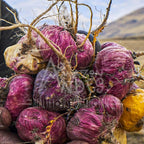 Cápsulas de Maca Negra, Roja y Amarilla Premium – 3000mg por Ración