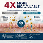 Berberina Phytosome Complex con Berbevis® 550mg 60 Cápsulas
