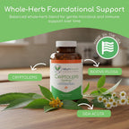 Return Healthy Cryptolepis Synergy – Complemento de apoyo inmunológico, 120 cápsulas
