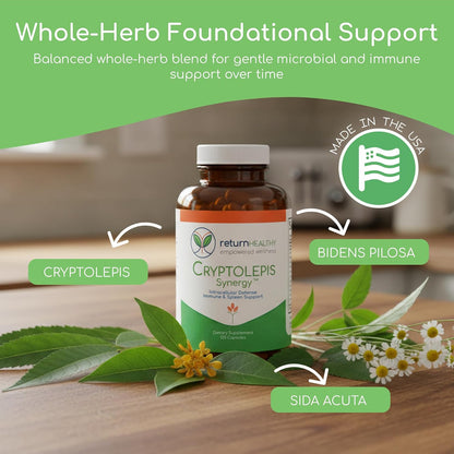 Return Healthy Cryptolepis Synergy – – Promover la salud del hígado y el sistema linfático: El hígado y el bazo – Image 2