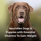 PetAg Dyne Suplemento Nutricional Líquido de Alto Contenido Calórico para Perros y Cachorros de 8 Semanas o Más - 473 ml (Pack de 2) - Sabor Vainilla Dulce