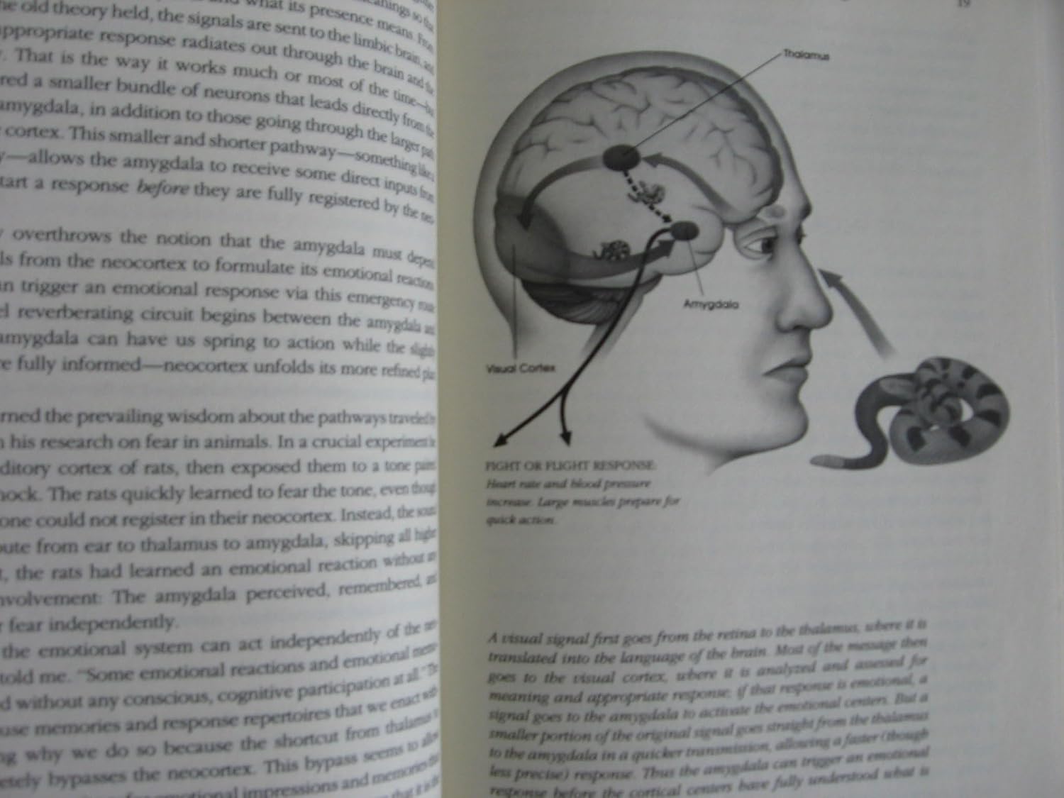 Inteligencia emocional: por qué puede importar más que el coeficiente intelectual