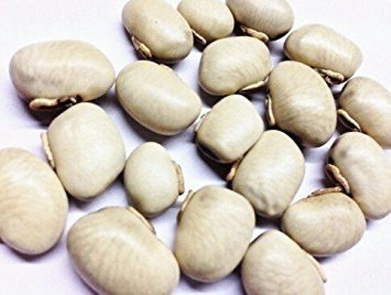 Ashwagandha, Safed Musli, Shatavar y Kaunch Beej - Mezcla de Semillas (50g)