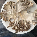 Maitake Mushroom Huishuhua (500g)