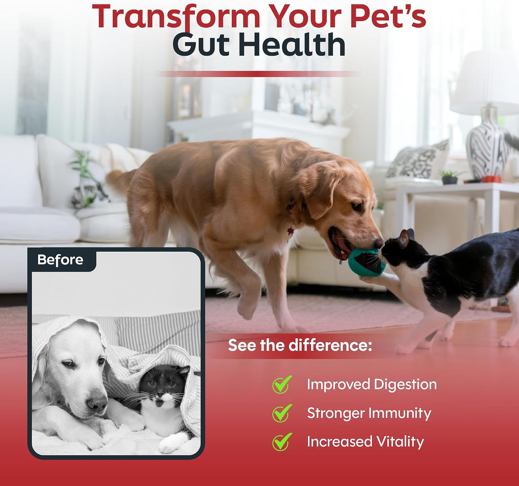 Daybreak Nutrition Probióticos para Perros y Gatos - 6 Mil Millones UFC con Prebióticos - 30 Días