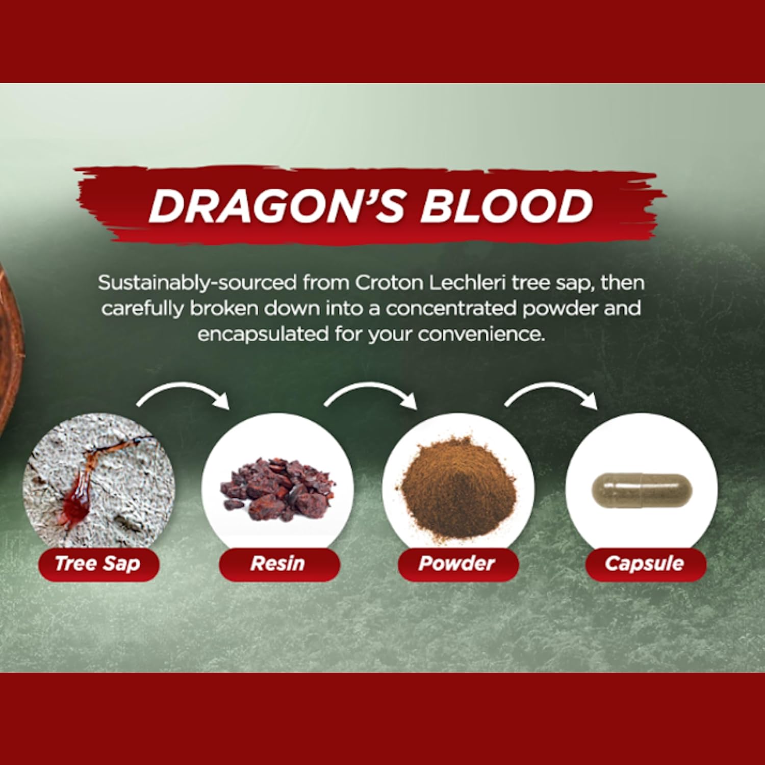 Vital Planet – Sangre de Dragón (Extracto de Resina de Croton lechleri) 500 mg – 60 Cápsulas
