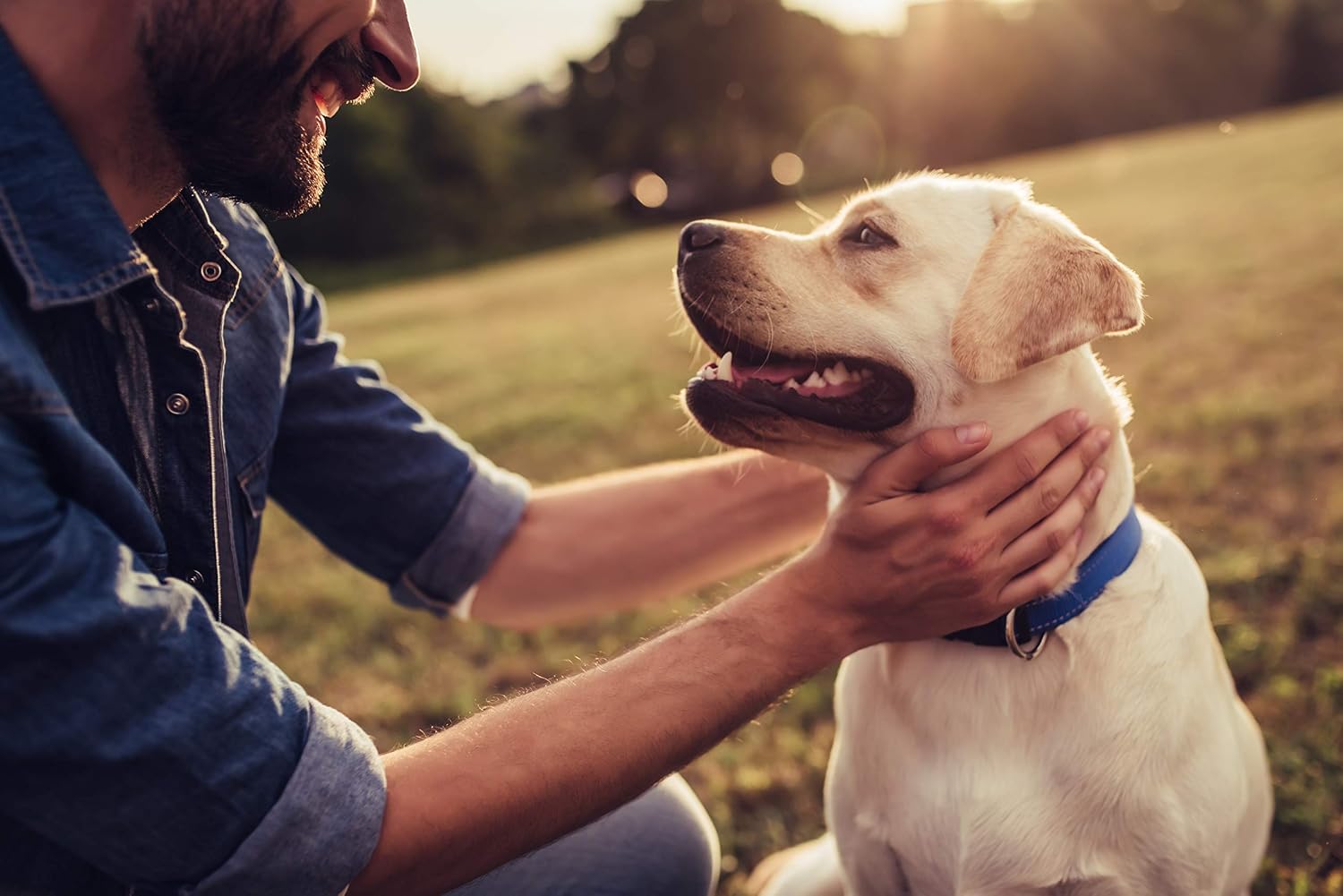 K9 Immunity Plus - Suplemento de Apoyo Inmunológico para Perros Mayores de 70 lb (Pack de 2, 90 Comprimidos Masticables)