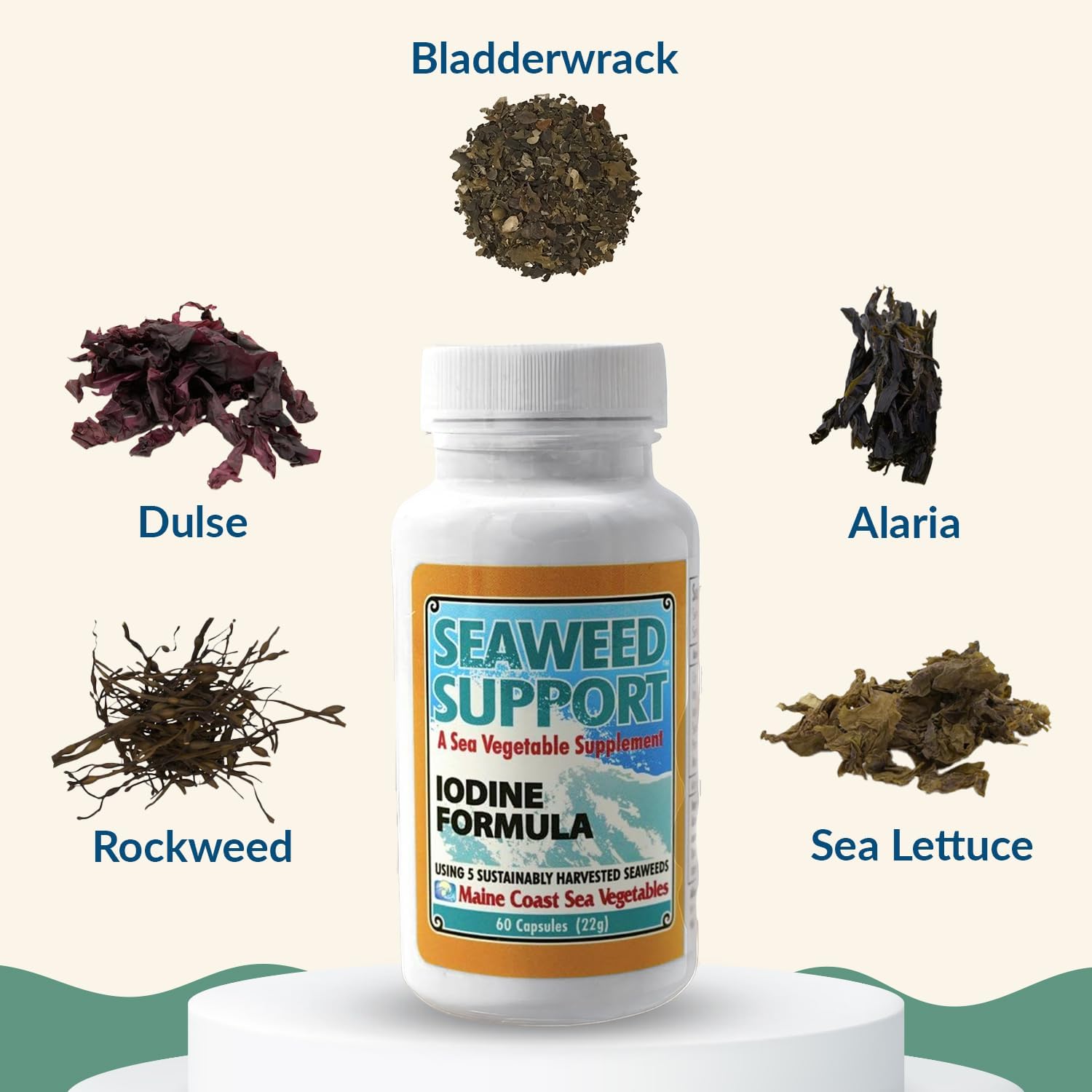 Maine Coast Sea Vegetables Seaweed Support Fórmula de Yodo | Fuente de Yodo de Algas Marinas | Suplemento Diario de Yodo | Mezcla Orgánica de Alaria, Rockweed, Sea Lettuce, Dulse y Bladderwrack | 60 Cápsulas