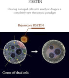 Rejuvecore Fisetin 100mg con Bioperine y Vitamina C - 60 Cápsulas