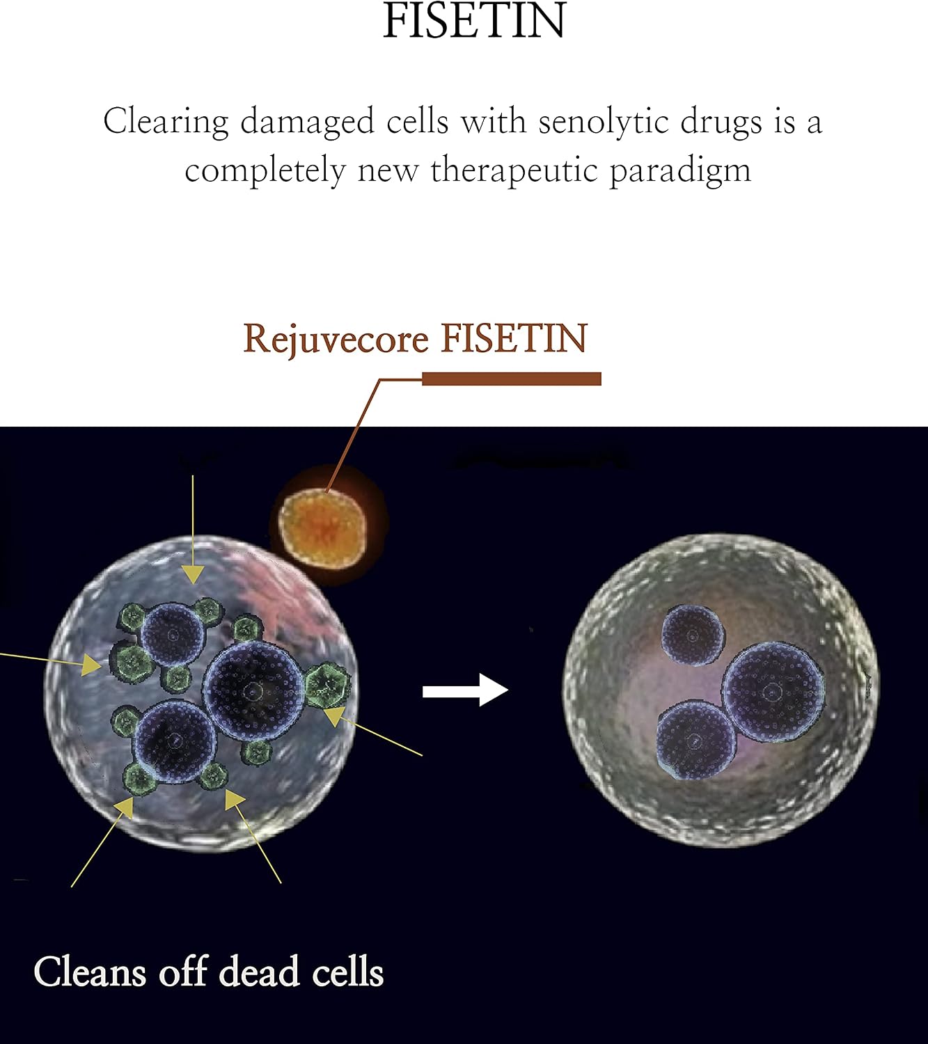 Rejuvecore Fisetin 100mg con Bioperine y Vitamina C - 60 Cápsulas