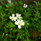 Earthborn Elements Bacopa Monnieri 200 Cápsulas, Puro y Sin Aditivos