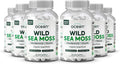 Organics Ocean Cápsulas de Musgo Marino Salvaje - 100% Orgánico con Chlorella, Bladderwrack y Vitamina D - 6 Botellas