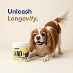 LongTails NAD+ para perros mayores - Alternativa NMN, 200mg NR en polvo