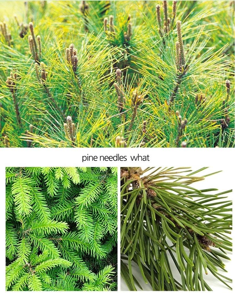 Extracto Orgánico Puro de Aguja de Pino en Polvo - 500g