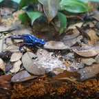 Rep-Cal SRP00200 Polvo Ultrafino de Calcio sin Fósforo para Reptiles y Anfibios con Vitamina D3