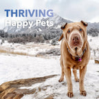 InClover Kidney – Complemento para la salud de la vejiga y riñones en perros y gatos