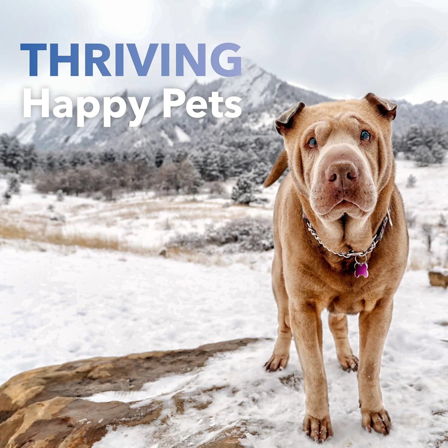 InClover Kidney – Complemento para la salud de la vejiga y riñones en perros y gatos
