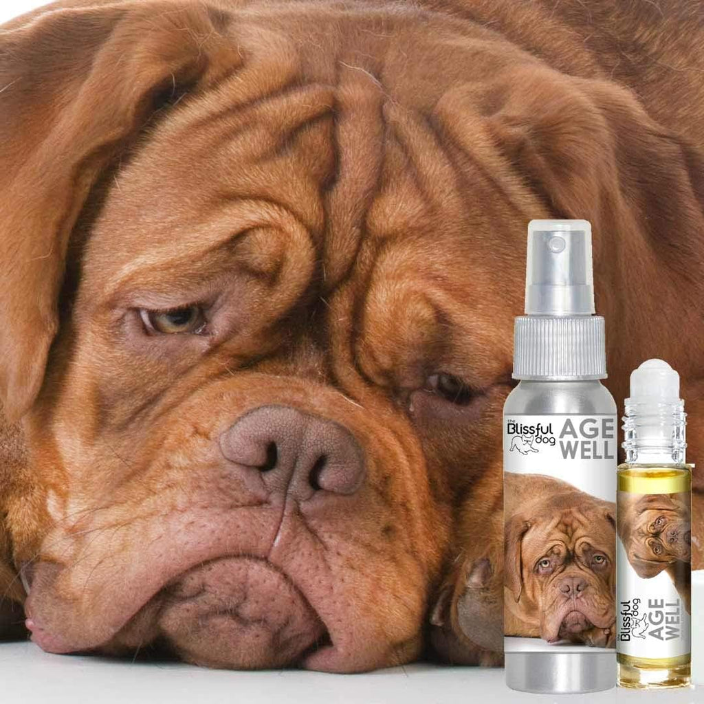 The Blissful Dog Age Well Spray Aromaterapia para Perros Dogue de Bordeaux