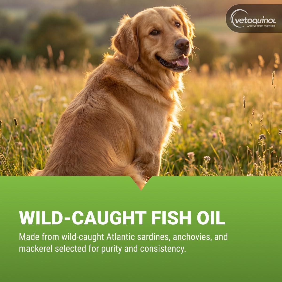 Vetoquinol Triglyceride Omega - Aceite de Pescado para Perros y Gatos - Favorece la Piel Saludable, el Pelaje y la Respuesta Inmunitaria Normal - Suplemento con Mezcla de Vitaminas para el Corazón, los Ojos, los Huesos y los Músculos - 8 oz (237 ml)