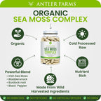 Antler Farms – Complejo de Musgo Marino Puro 130 Cápsulas – Musgo Irlandés Silvestre, Bladderwrack y Raíz de Bardana – Mezcla Potente para el Bienestar, Vegano, Sin Gluten, Soja ni Lácteos