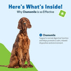 Pet Wellbeing Manzanilla para Perros - Suplemento Orgánico de Hierba Única - Apoyo Digestivo Suave y Calmante Holístico - Extracto Puro de Manzanilla - Formulado por Veterinarios, 59 ml