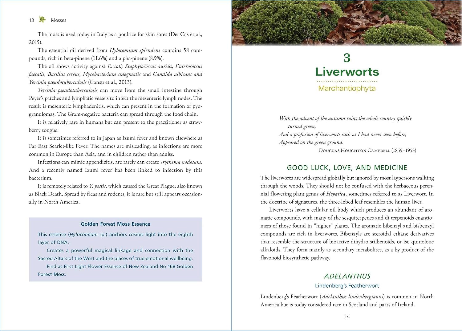Moss Medicine: Indigenous Wisdom and Modern Pharmacology