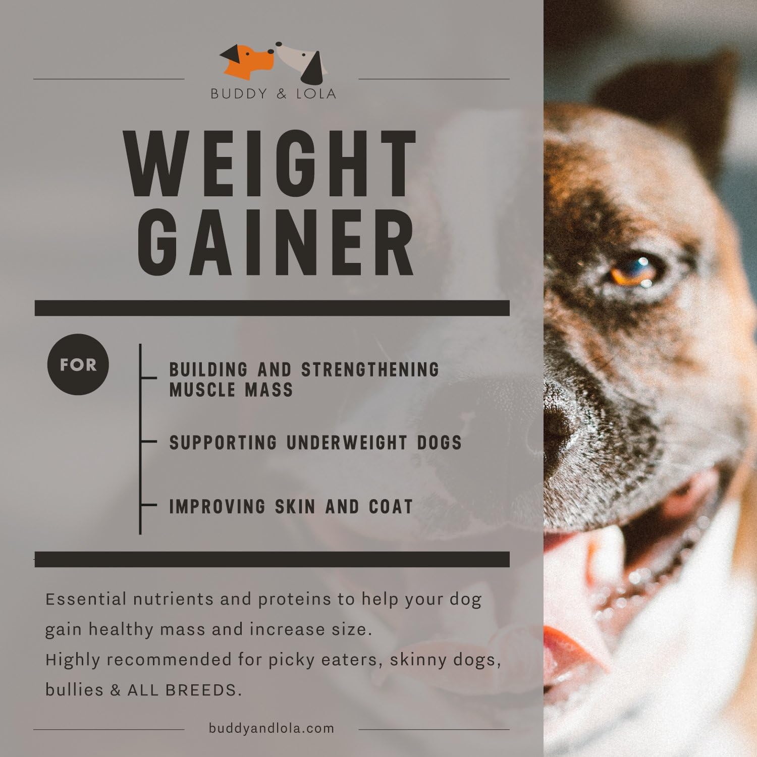 Buddy & Lola Dog Weight Gainer - Complemento para ganar peso en perros