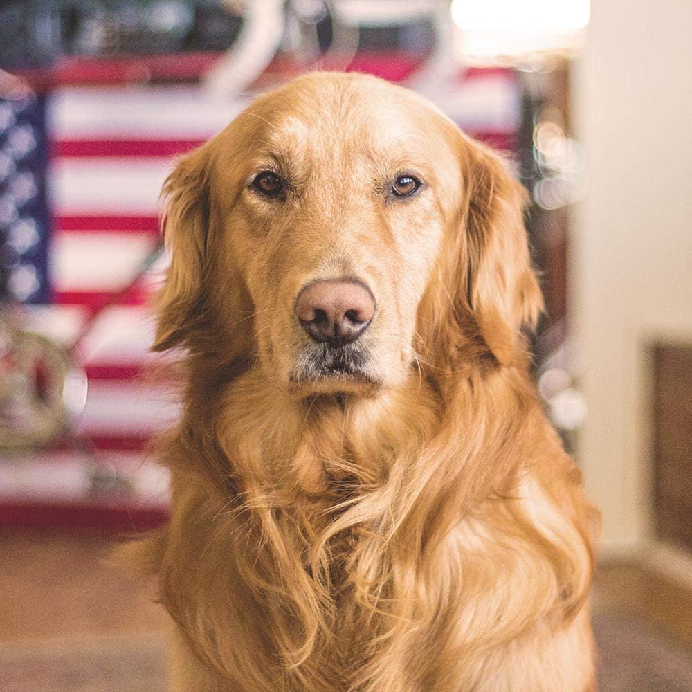 K9 Immunity Plus - Suplemento de Apoyo Inmunológico para Perros Mayores de 70 lb (Pack de 2, 90 Comprimidos Masticables)