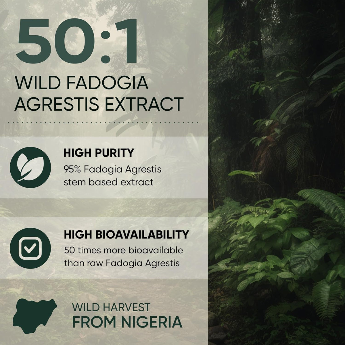 Jungle Powders Extracto de Fadogia Agrestis – Extracto de Fadogia agrestis (concentración 50:1): obtenido de – Image 4