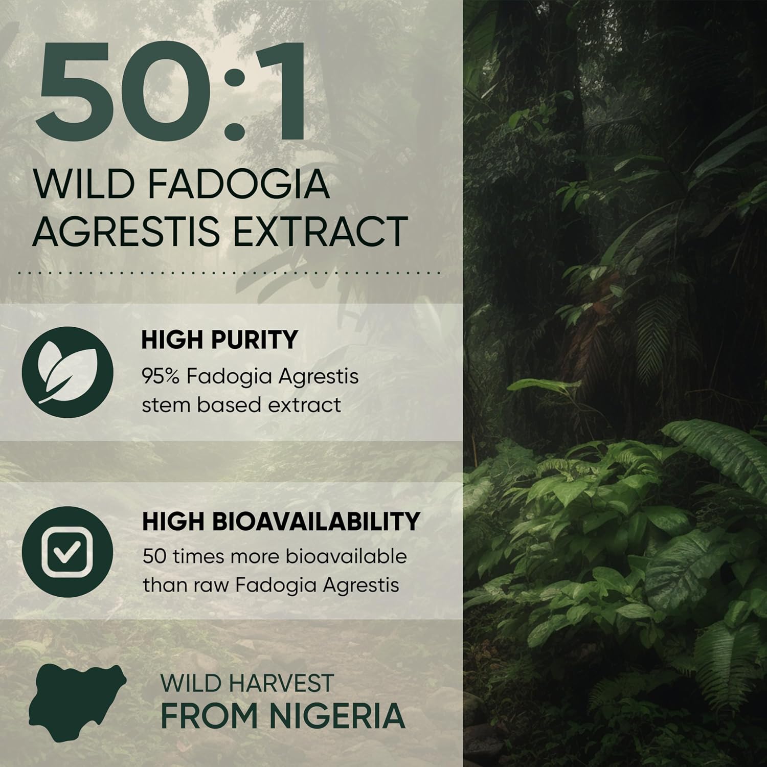 Jungle Powders Extracto de Fadogia Agrestis para Hombres, Concentración 50:1, 141 g (5 oz), 313 Servicios