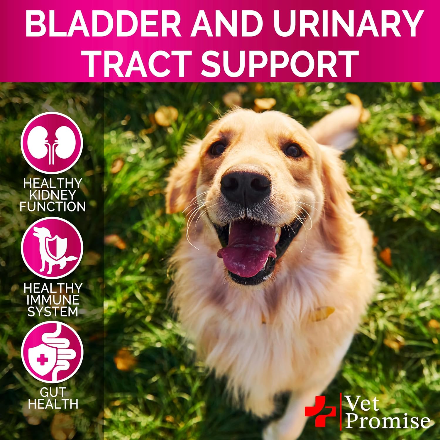Dog UTI Chews - Masticables de Arándano para Perros - Apoyo Urinario y Vesical