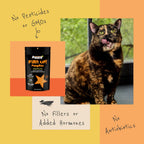 Diggin' Your Dog FIRM UP Original Pumpkin Suplemento Digestivo para Perros y Gatos, 28 g