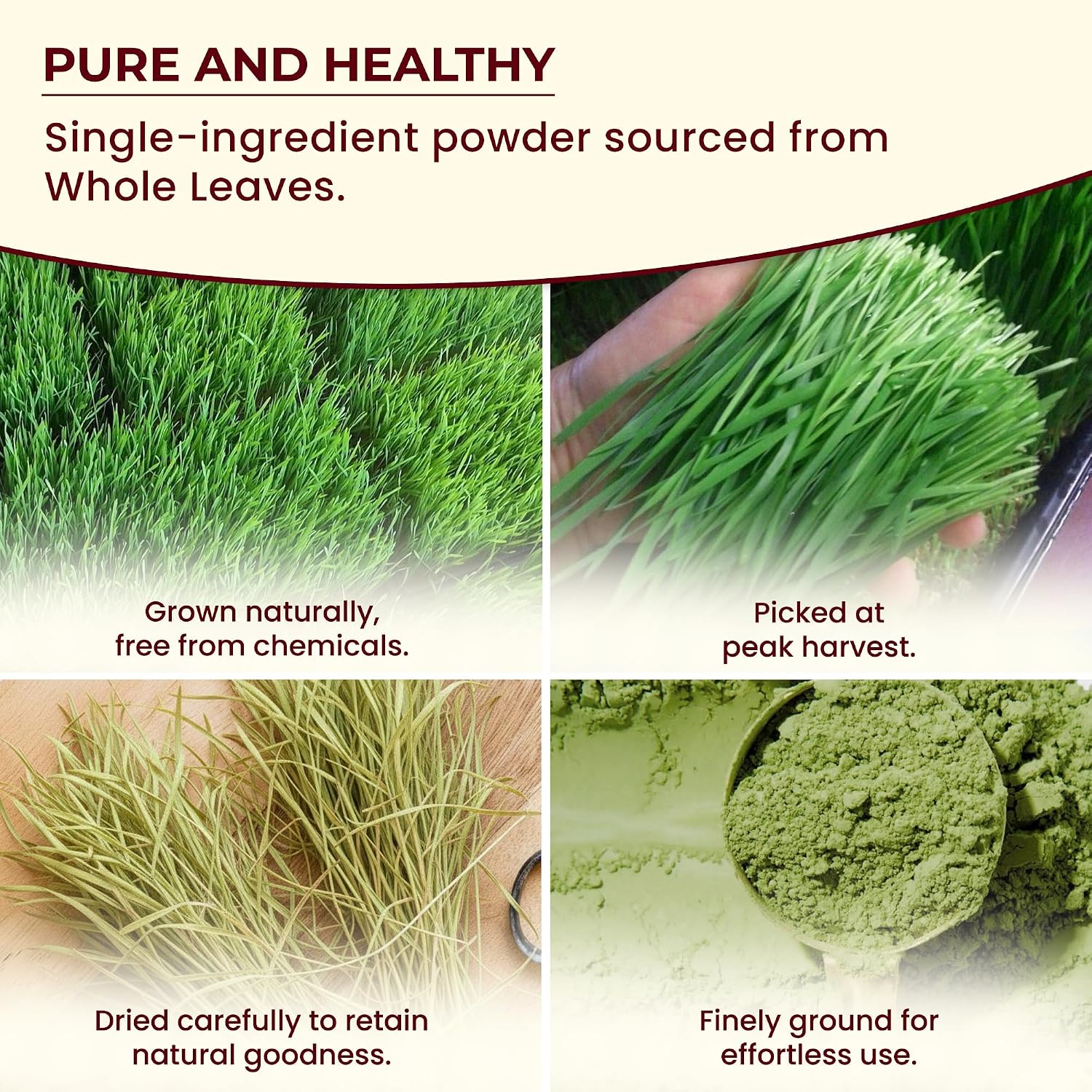 Darsa Organics Polvo de Hierba de Trigo Orgánico (1 lb)