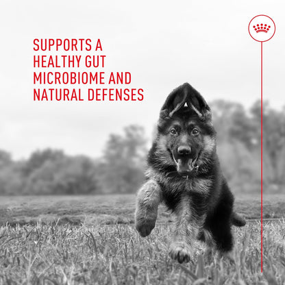 Royal Canin Probiotics for Dogs Digestive – Bienestar general: Un tracto digestivo equilibrado puede influir – Image 6