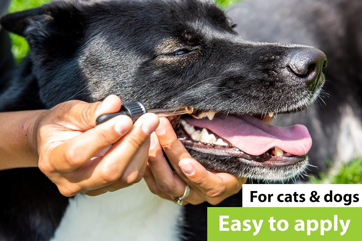 Dr. Judy Morgan's Dental Health Formula para Perros y Gatos, 30 ml