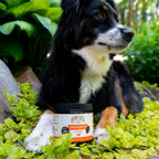 Hemp Well Immune - Masticables Blandos para Perros con Hongos Funcionales (60 uds)